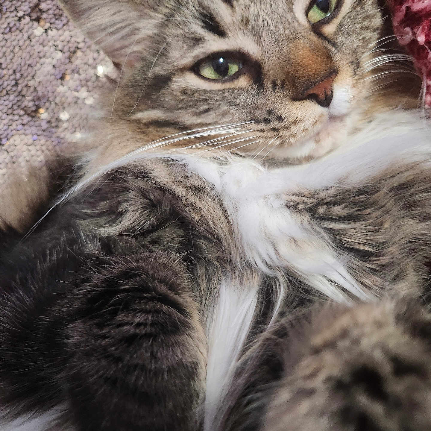Puck is registered to the contest to win money with this photo: cat, tabby, close_up, fluffy, green_eyes, whiskers, fur, relaxed, indoor, sequins, texture, soft, laying_down, portrait, cute, pet, mammal, feline, animal, cozy
