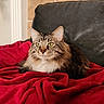 Puck is registered to the contest to win money with this photo: cat, tabby_cat, fluffy, pet, indoor, red_blanket, couch, furniture, animal, fur, whiskers, ears, yellow_eyes, relaxed, resting, cozy, home, tiled_wall, blanket, domestic_cat
