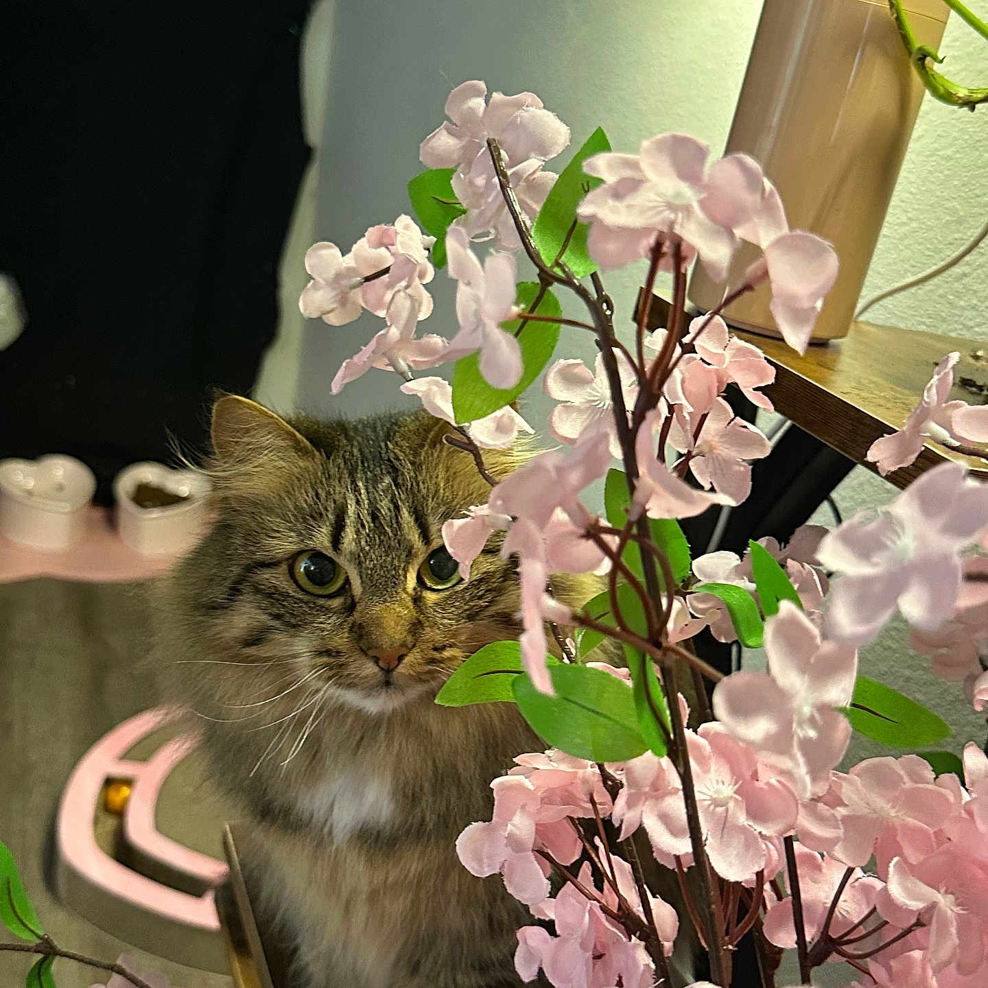 Star joined the competition — help win amazing prizes! animal, cat, face, flower, flowerarrangement, flowerbouquet, geranium, head, herbal, herbs, kitten, leaf, outdoors, person, pet, petal, photography, plant, portrait, pottedplant