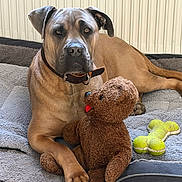 Vino a rejoint le concours — aidez-le/la à gagner de superbes lots ! dog, large_dog, brown_dog, pet, canine, lying_down, bed, blanket, teddy_bear, plush_toy, dog_toy, bone_toy, collar, indoors, home, cozy, portrait, front_view, alert, playful