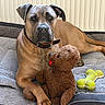 dog, large_dog, brown_dog, pet, canine, lying_down, bed, blanket, teddy_bear, plush_toy, dog_toy, bone_toy, collar, indoors, home, cozy, portrait, front_view, alert, playful