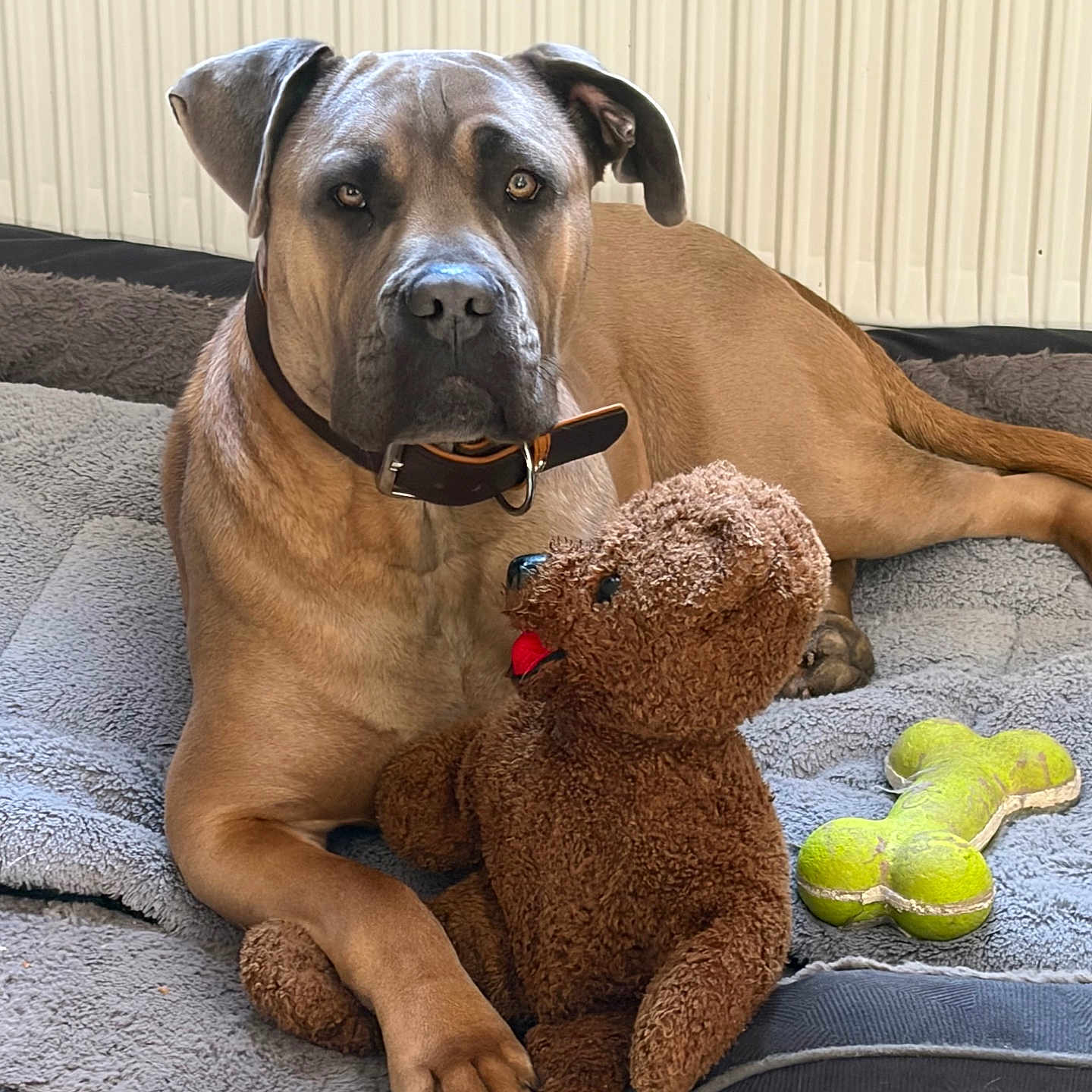 Vino a rejoint le concours — aidez-le/la à gagner de superbes lots ! dog, large_dog, brown_dog, pet, canine, lying_down, bed, blanket, teddy_bear, plush_toy, dog_toy, bone_toy, collar, indoors, home, cozy, portrait, front_view, alert, playful