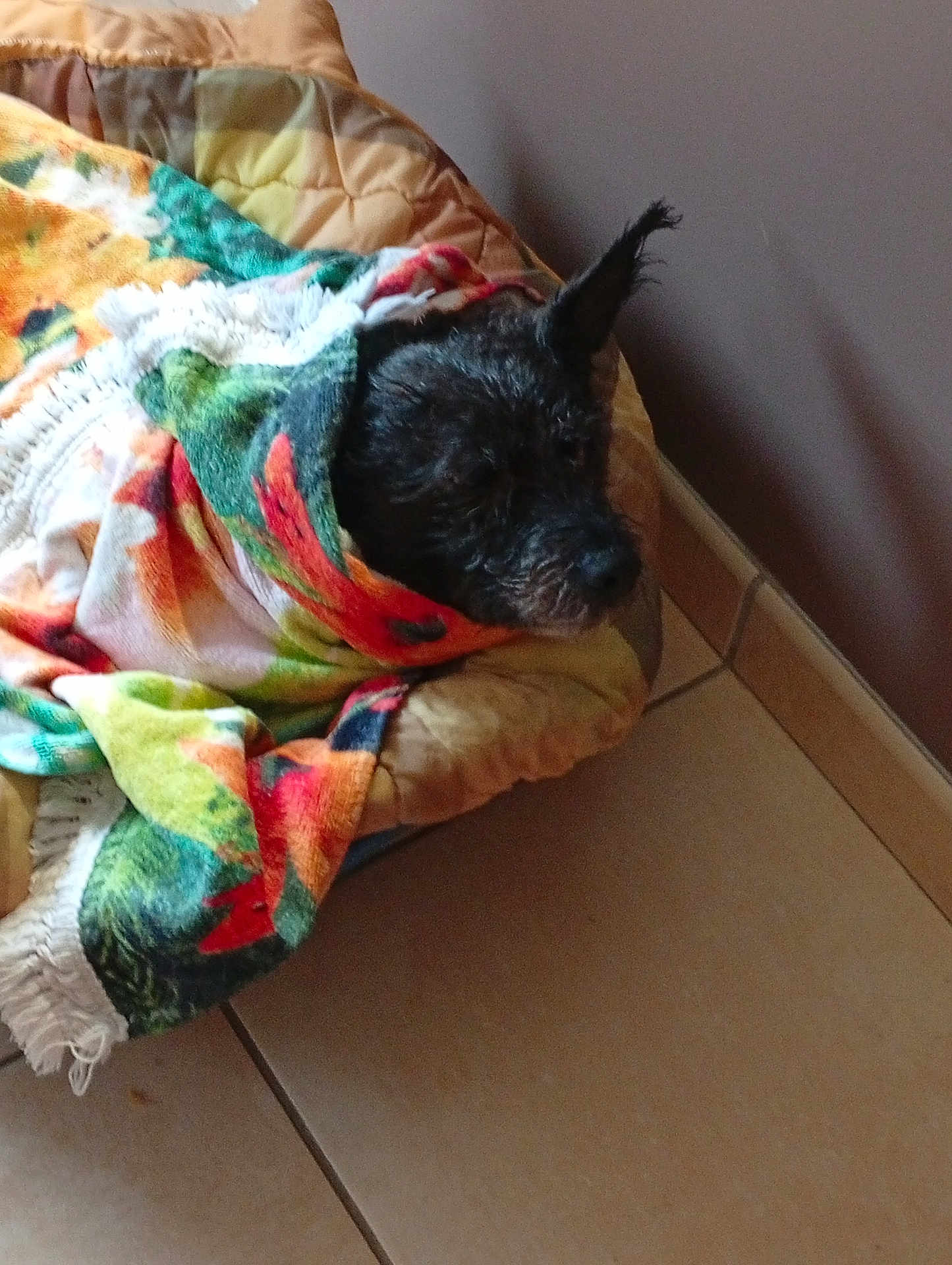 Orly a rejoint le concours — aidez-le/la à gagner de superbes lots ! dog, blanket, pet_bed, tile_floor, indoor, resting, cozy, black_dog, fur, animal, colorful, patterned, comfort, sleepy, quiet, home, relaxed, wrapped, nap, wall