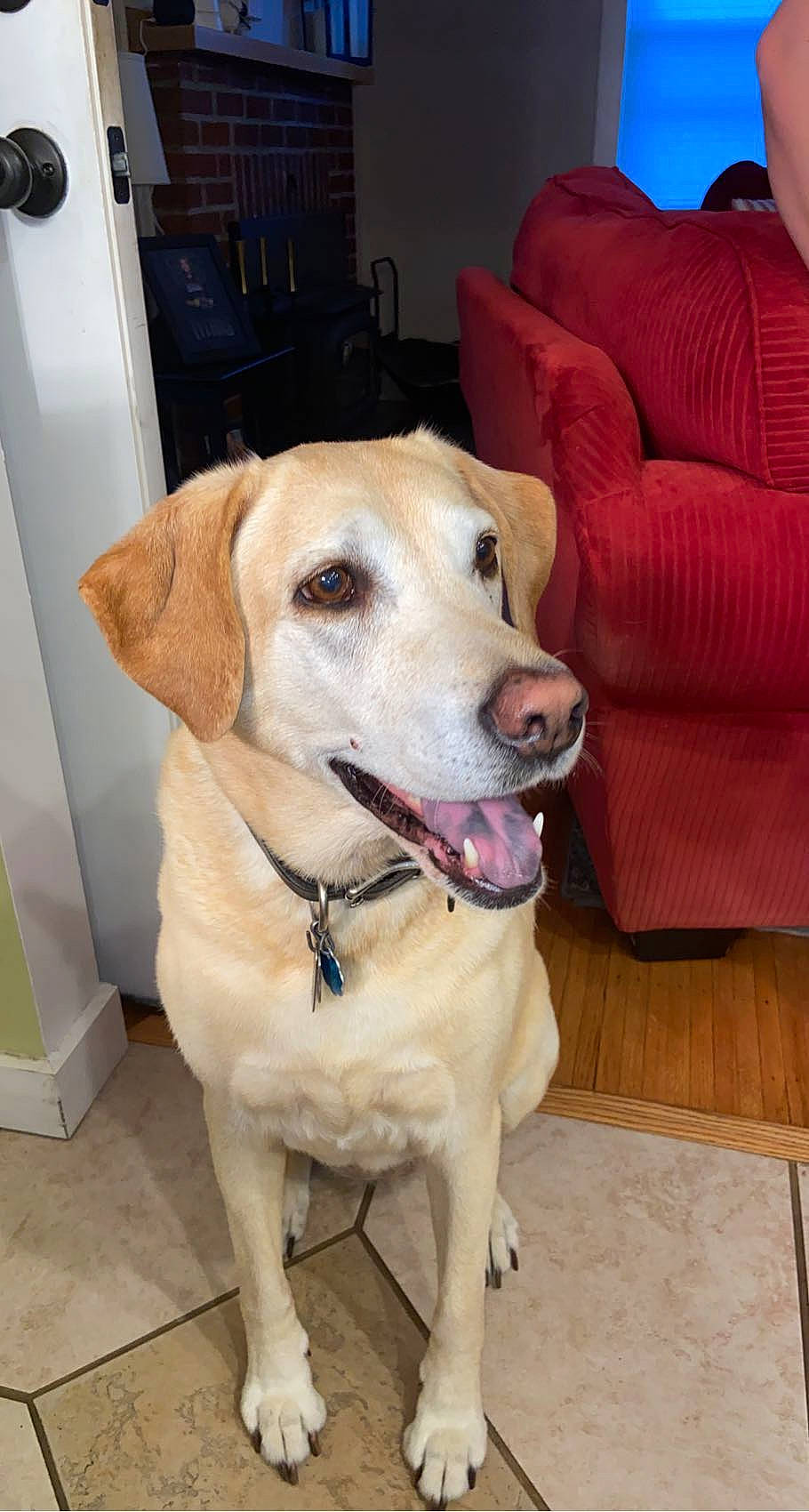 Abigail joined the competition — help win amazing prizes! canidae, carnivore, chair, collar, companion_dog, couch, dog, dog_breed, dog_collar, fawn, flooring, fur, hardwood, leash, pet_supply, snout, sporting_group, whiskers, working_animal, working_dog