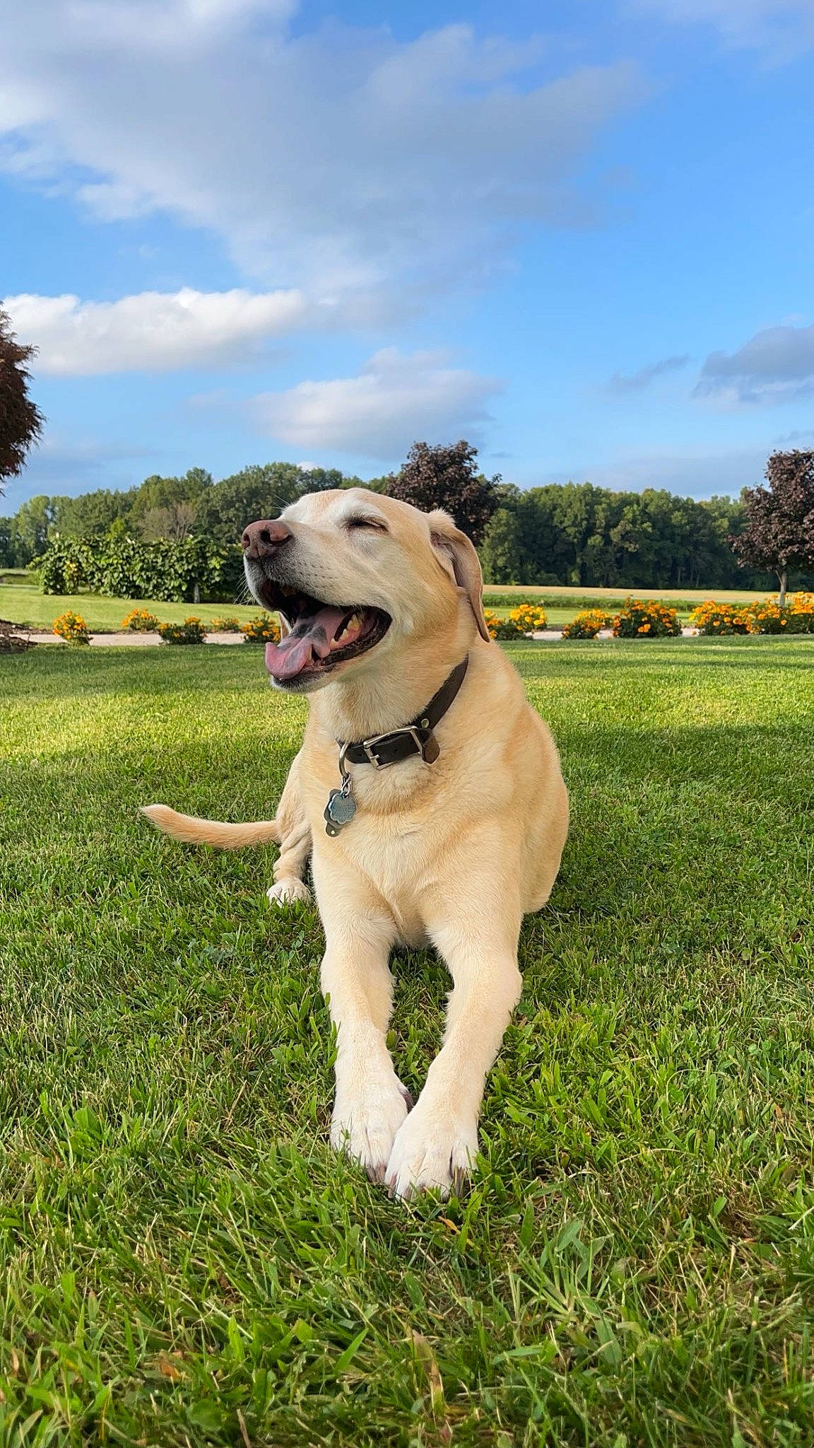 Abigail is registered to the contest to win money with this photo: carnivore, cloud, collar, companion_dog, dog, dog_breed, dog_collar, fawn, flying_disc, grass, grassland, happy, leash, plant, sky, sporting_group, sports_toy, tail, tree, working_animal