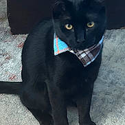 Archie joined the competition — help win amazing prizes! black_cat, cat, animal, pet, indoor, sitting, bandana, plaid, carpet, feline, yellow_eyes, fur, cute, domestic_cat, whiskers, portrait, looking_at_camera, close_up, young_cat, alert