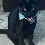 black_cat, cat, animal, pet, indoor, sitting, bandana, plaid, carpet, feline, yellow_eyes, fur, cute, domestic_cat, whiskers, portrait, looking_at_camera, close_up, young_cat, alert
