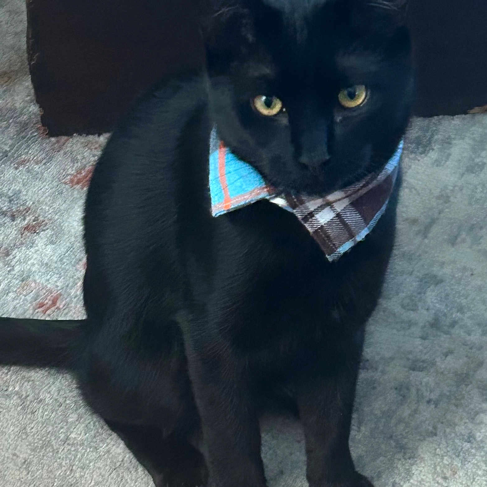 Archie joined the competition — help win amazing prizes! alert, animal, bandana, black_cat, carpet, cat, close_up, cute, domestic_cat, feline, fur, indoor, looking_at_camera, pet, plaid, portrait, sitting, whiskers, yellow_eyes, young_cat