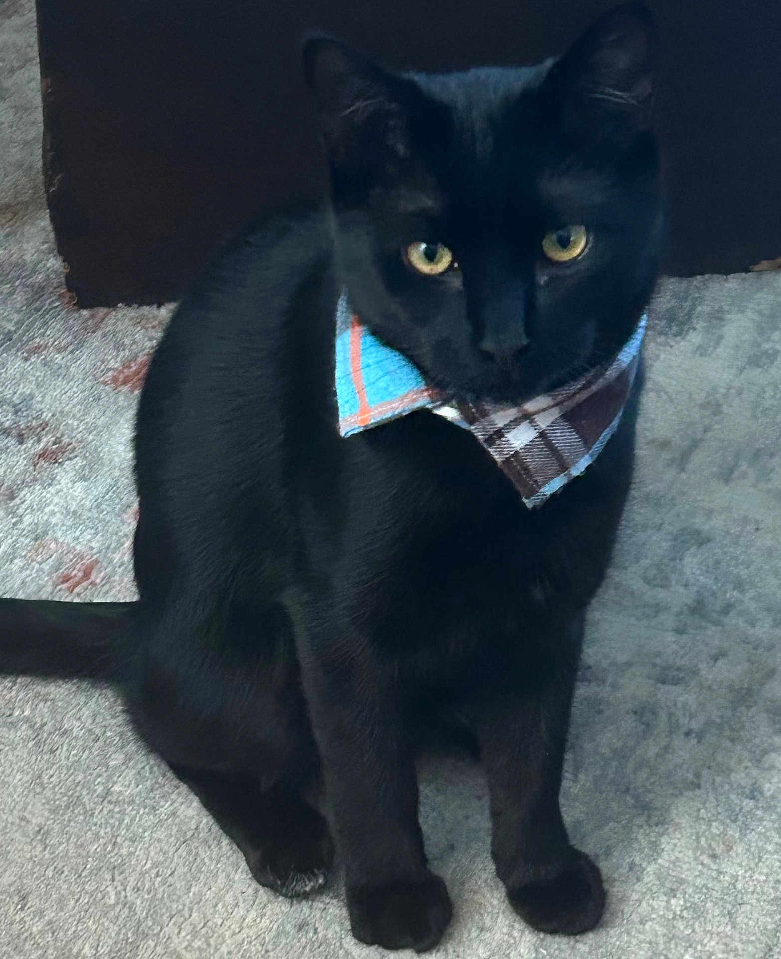 Archie