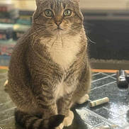 Sookie joined the competition — help win amazing prizes! cat, tabby, pet, animal, feline, sitting, indoor, table, striped_fur, white_chest, curious_eyes, whiskers, tail, blurred_background, domestic, cute, looking_at_camera, furniture, household, calm