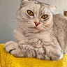 Plume a rejoint le concours — aidez-le/la à gagner de superbes lots ! cat, feline, cream_colored, folded_ears, amber_eyes, whiskers, close_up, portrait, indoors, blanket, yellow_blanket, soft_fur, paws, lying_down, relaxed, staring, pet, animal, dramatic_expression, photography