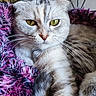 cat, feline, silver_tabby, fluffy, fur, golden_eyes, yellow_eyes, folded_ears, whiskers, pink_nose, closeup, portrait, indoor, cushion, blanket, colorful, purple, relaxed, staring, pet