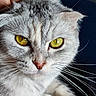 Plume participe au concours pour gagner de l'argent avec cette photo : cat, kitten, silver_tabby, gray_fur, golden_eyes, close_up, portrait, whiskers, animal, pet, feline, face, head, pink_nose, pointed_ears, fur, staring, dramatic_lighting, hand, indoor