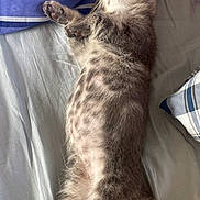 Abu a rejoint le concours — aidez-le/la à gagner de superbes lots ! cat, tabby, sleeping, relaxed, bed, fur, whiskers, paw, striped, cute, domestic_animal, pet, animal, feline, cozy, indoor, resting, soft, closeup, sleep