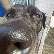 Tayron a rejoint le concours — aidez-le/la à gagner de superbes lots ! dog, black_dog, close_up, nose, brown_eyes, outdoor, patio, chair, glass_door, curious, snout, canine, fur, sunlight, daytime, backyard, animal, pet, face, sniffing