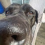 dog, black_dog, close_up, nose, brown_eyes, outdoor, patio, chair, glass_door, curious, snout, canine, fur, sunlight, daytime, backyard, animal, pet, face, sniffing