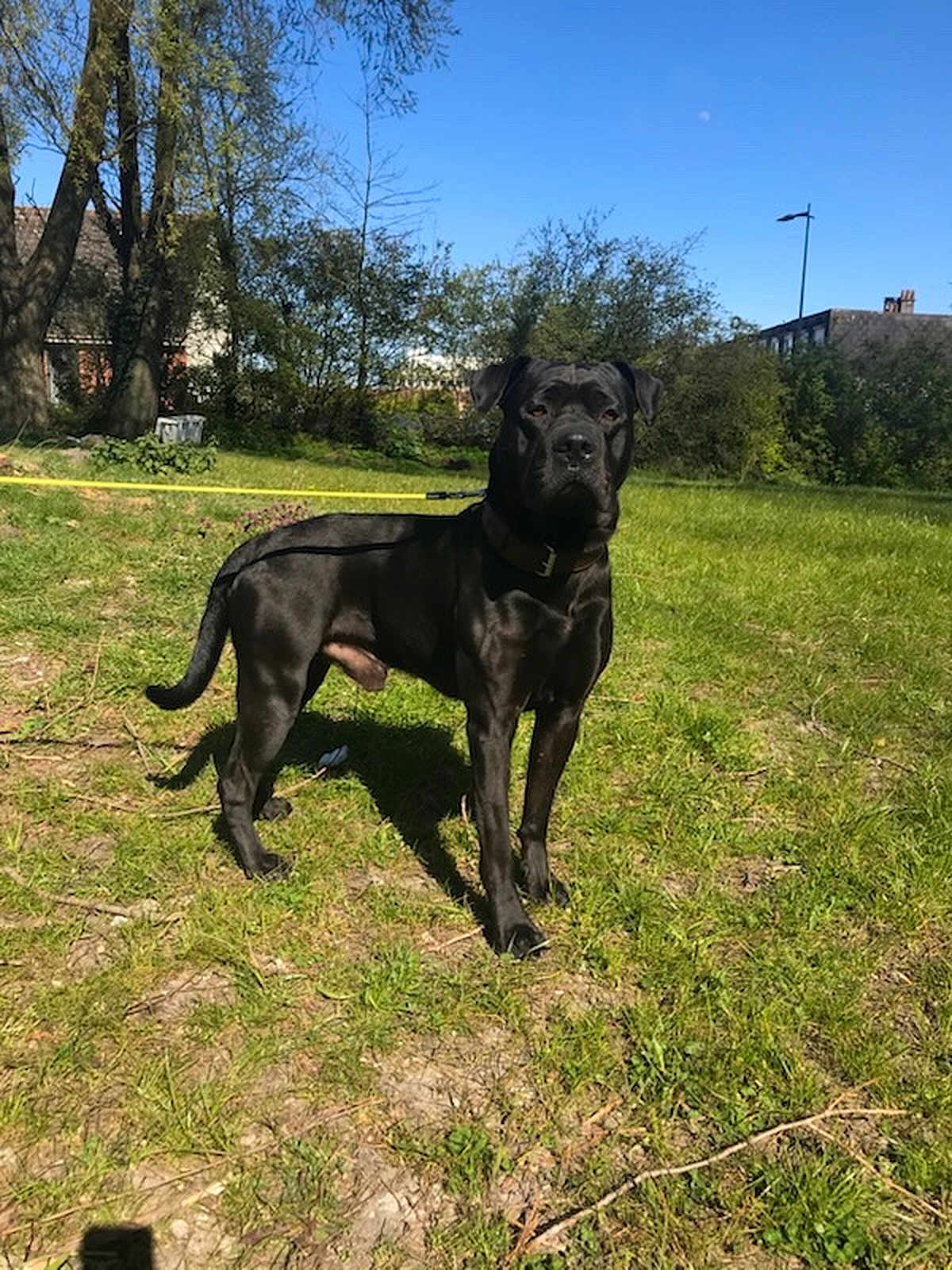 Tayron a rejoint le concours — aidez-le/la à gagner de superbes lots ! dog, black_dog, leash, grass, outdoor, sunny, blue_sky, trees, building, canine, pet, animal, nature, daytime, collar, alert, standing, mammal, greenery, shadow