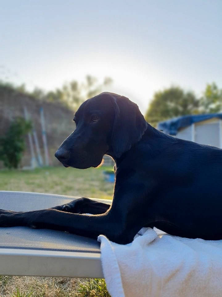 Aramis a rejoint le concours — aidez-le/la à gagner de superbes lots ! canidae, carnivore, companion_dog, dog, dog_breed, great_dane, guard_dog, hunting_dog, non_sporting_group, pointer, sporting_group, weimaraner