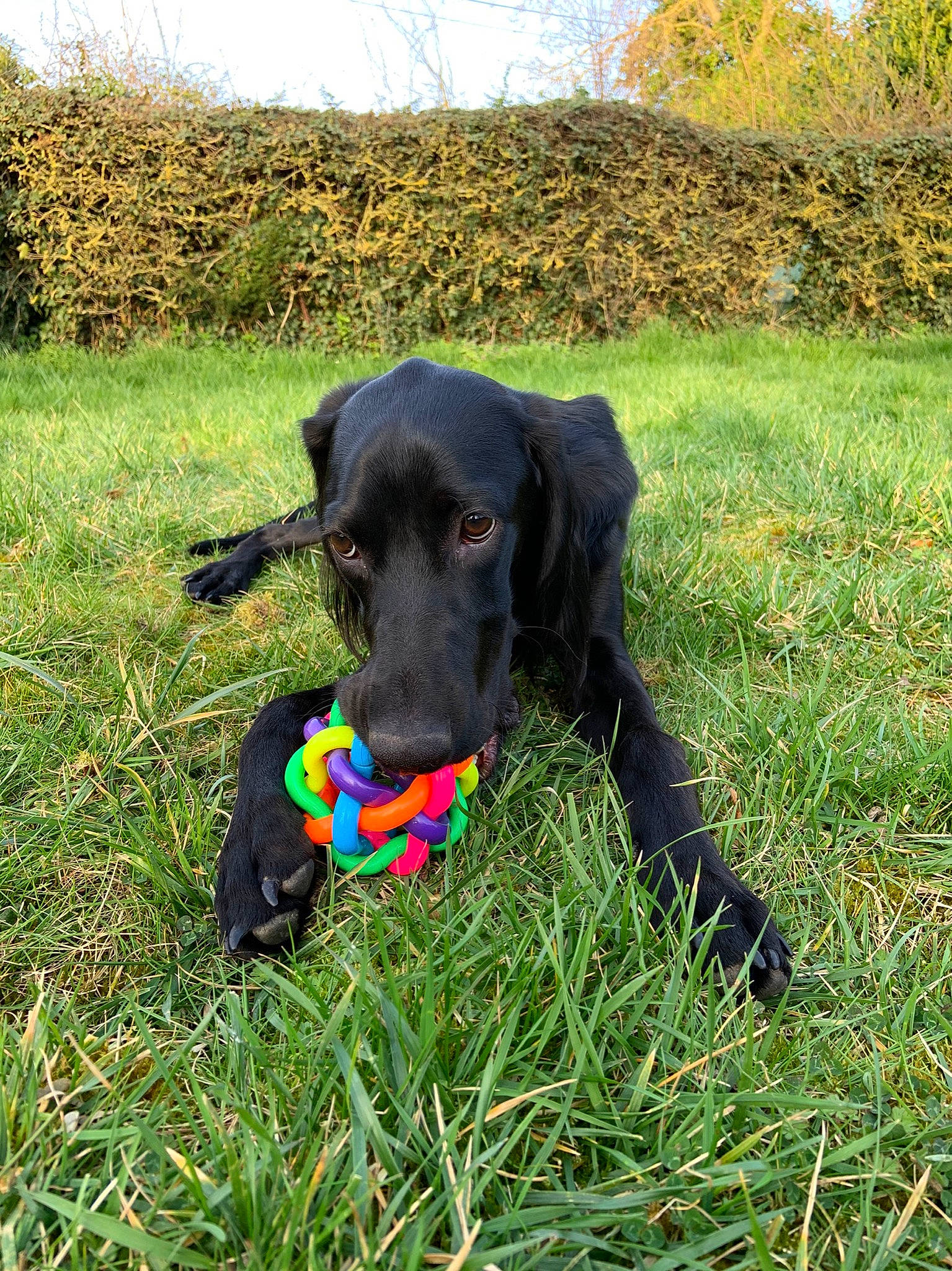 Aramis participe au concours pour gagner de l'argent avec cette photo : beagador, borador, canidae, carnivore, dog, dog_breed, dog_collar, field_trial, flat_coated_retriever, grass, hunting_dog, labrador_retriever, mammal, patterdale_terrier, pointing_breed, rare_breed_dog, retriever, snout, sporting_group, vertebrate