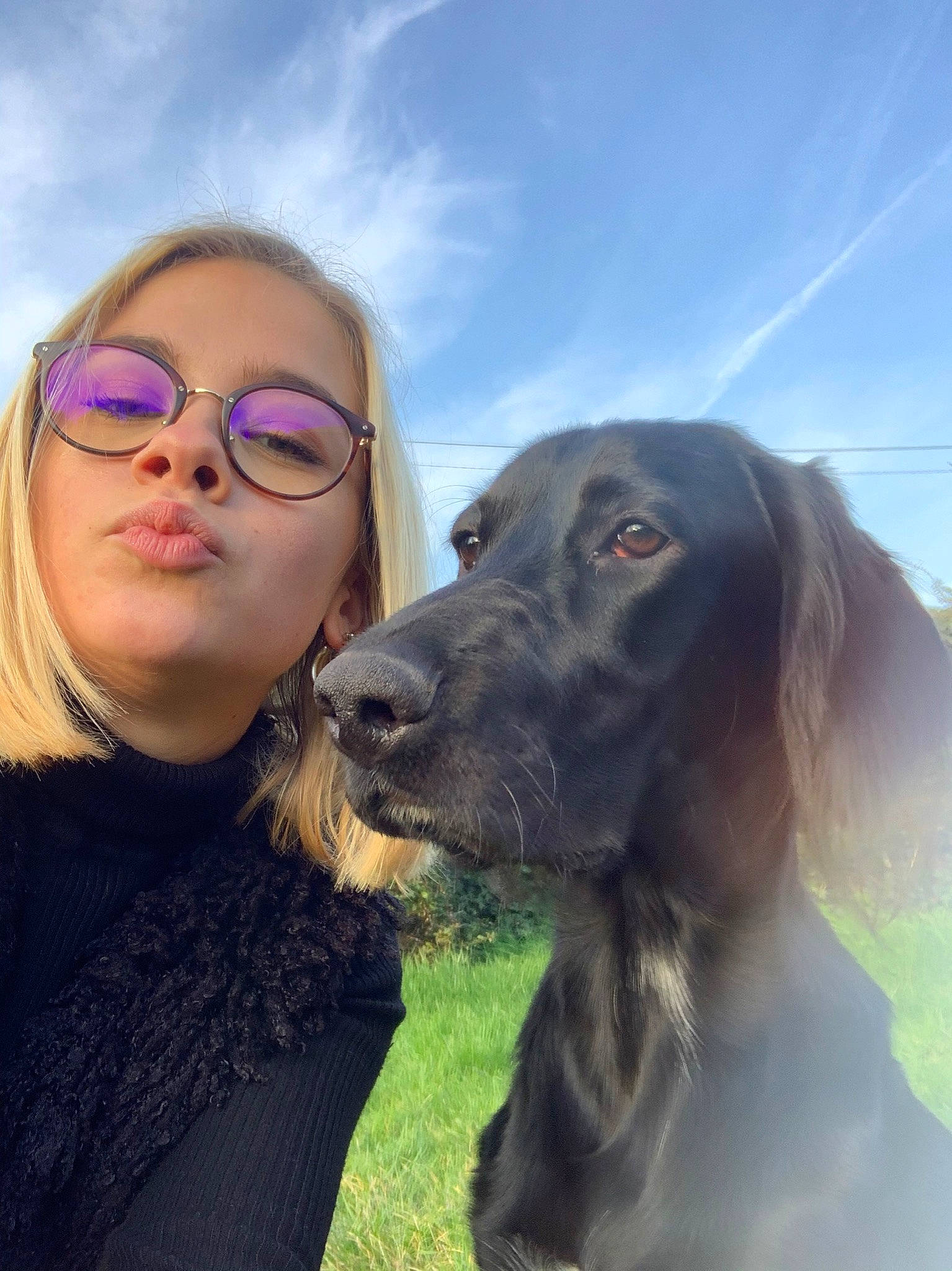 Aramis a rejoint le concours — aidez-le/la à gagner de superbes lots ! canidae, carnivore, companion_dog, dog, dog_breed, photography, setter, snout, sporting_group