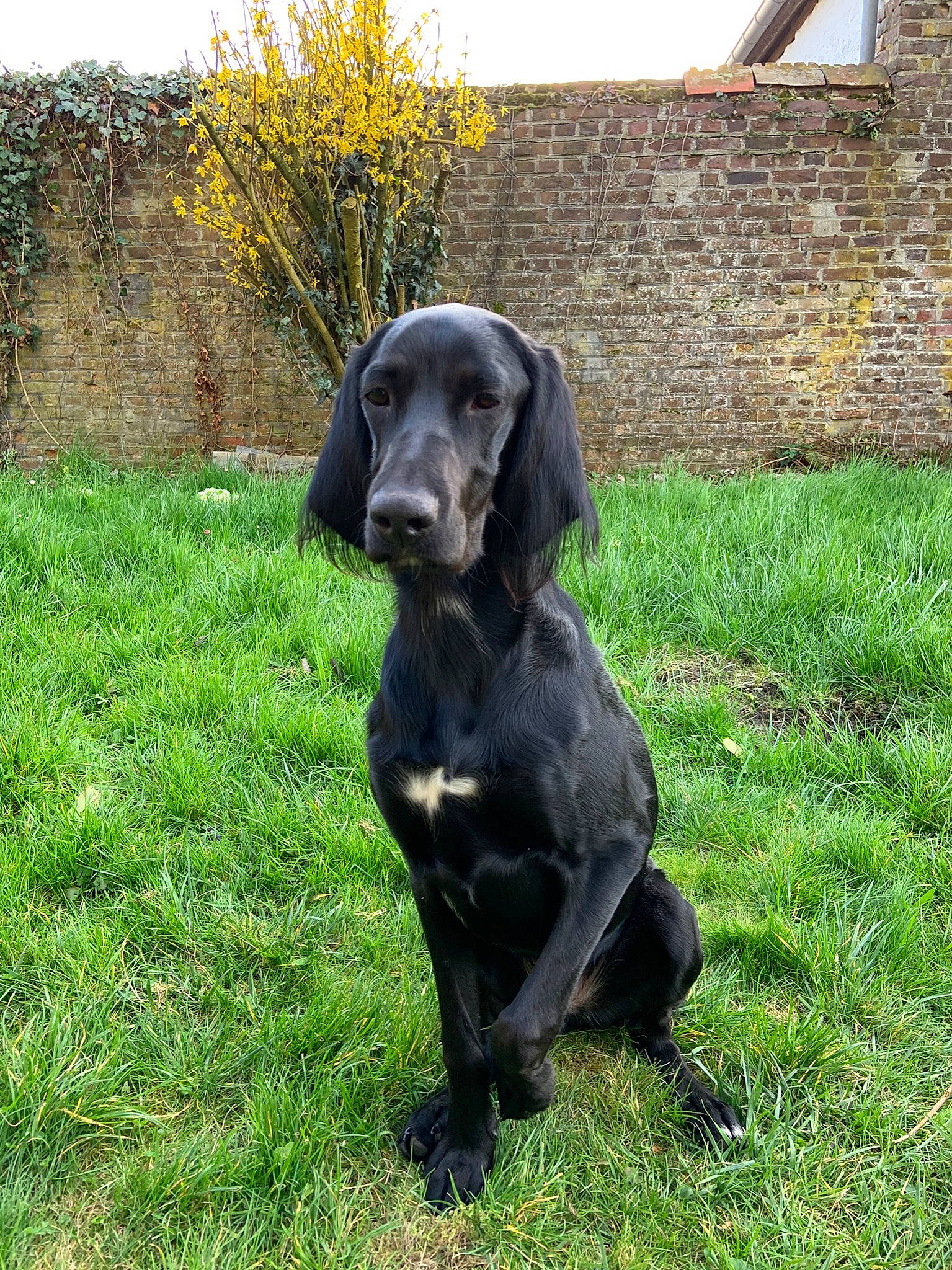 Aramis participe au concours pour gagner de l'argent avec cette photo : beagador, canidae, carnivore, companion_dog, dog, dog_breed, flat_coated_retriever, grass, hunting_dog, labrador_retriever, mammal, pointing_breed, rare_breed_dog, retriever, snout, sporting_group, vertebrate