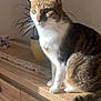 animal, calm, cat, decor, domestic_cat, ears, fur, furniture, home, indoor, lace_runner, pet, potted_plant, shadow, sitting, sunlight, tabby_cat, tail, whiskers, wooden_cabinet