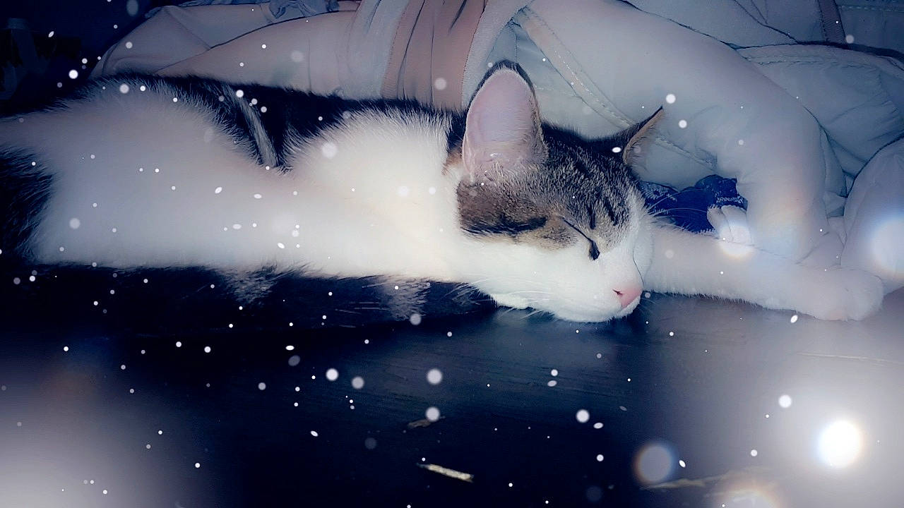 Jacob participe au concours pour gagner de l'argent avec cette photo : aegean_cat, black_and_white, blue, carnivore, cat, cloud, domestic_short_haired_cat, eye, felidae, kitten, night, norwegian_forest_cat, photography, sky, small_to_medium_sized_cats, snout, snow, space, whiskers, winter