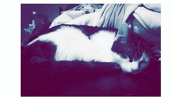 Jacob a rejoint le concours — aidez-le/la à gagner de superbes lots ! black_and_white, canidae, carnivore, cat, felidae, fur, kitten, norwegian_forest_cat, shih_tzu, sky, small_to_medium_sized_cats, tail, whiskers