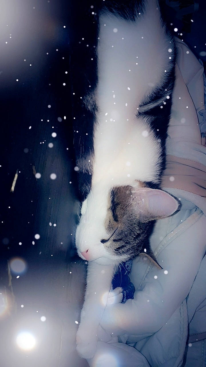 Jacob a rejoint le concours — aidez-le/la à gagner de superbes lots ! domestic_rabbit, hare, illustration, rabbit, rabbits_and_hares, sky, snow, snowshoe_hare, space, whiskers, winter, winter_storm