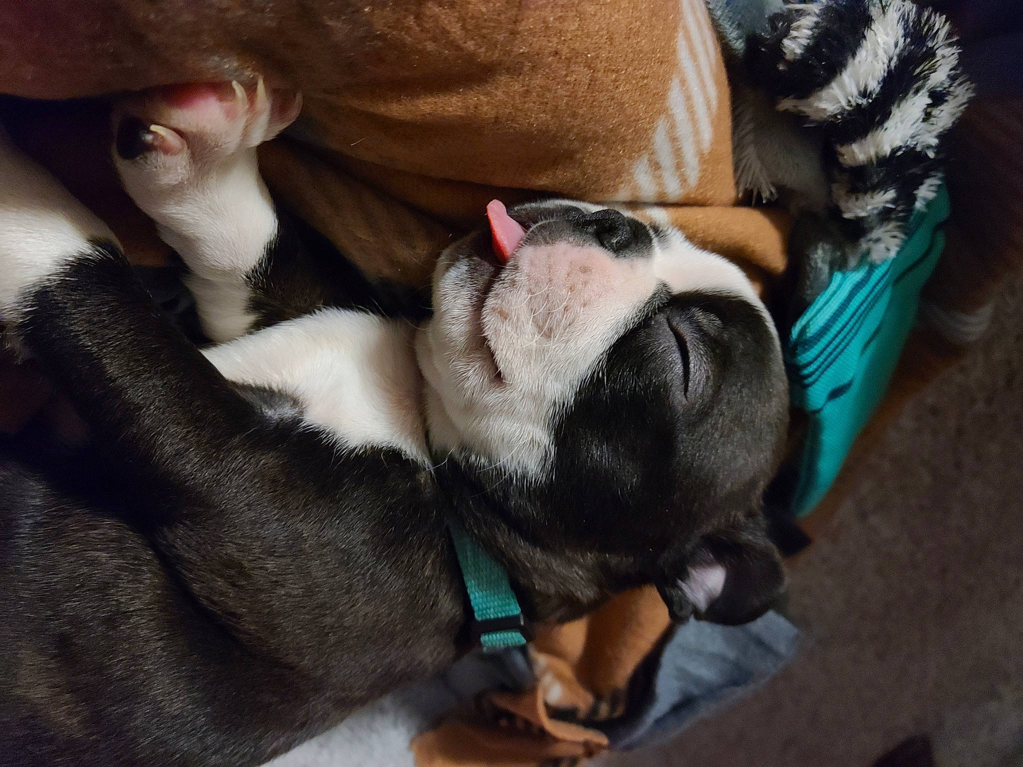 Mikko is registered to the contest to win money with this photo: bored, boston_terrier, bulldog, canidae, carnivore, comfort, companion_dog, dog, dog_breed, fawn, fur, grey, human_leg, nap, non_sporting_group, pug, sporting_group, toy_dog, whiskers, working_animal