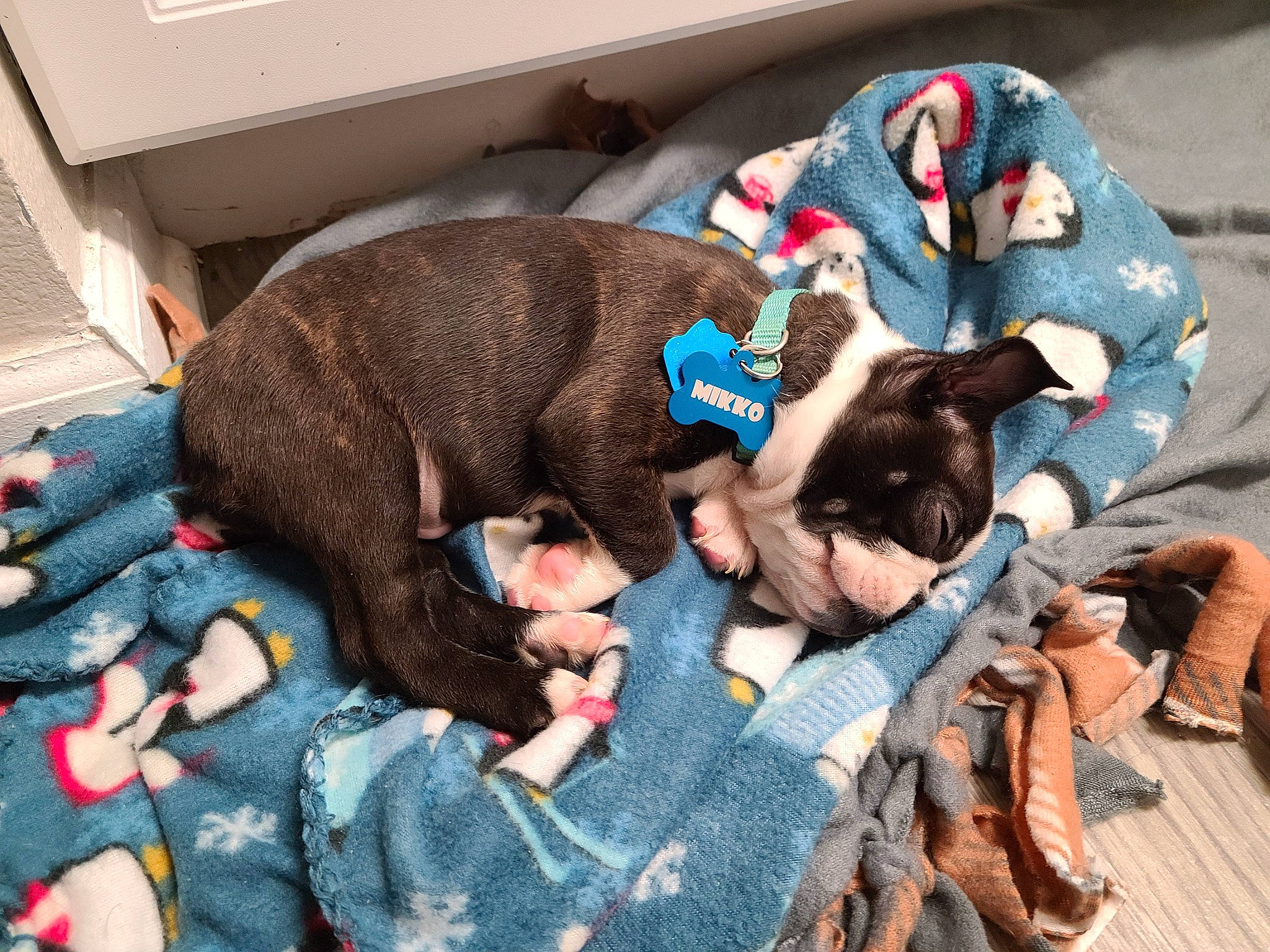 Mikko is registered to the contest to win money with this photo: baby_products, canidae, carnivore, comfort, companion_dog, couch, dog, dog_breed, dog_supply, fawn, felidae, fur, guard_dog, nap, sandal, sitting, small_to_medium_sized_cats, sporting_group, tail, toy_dog