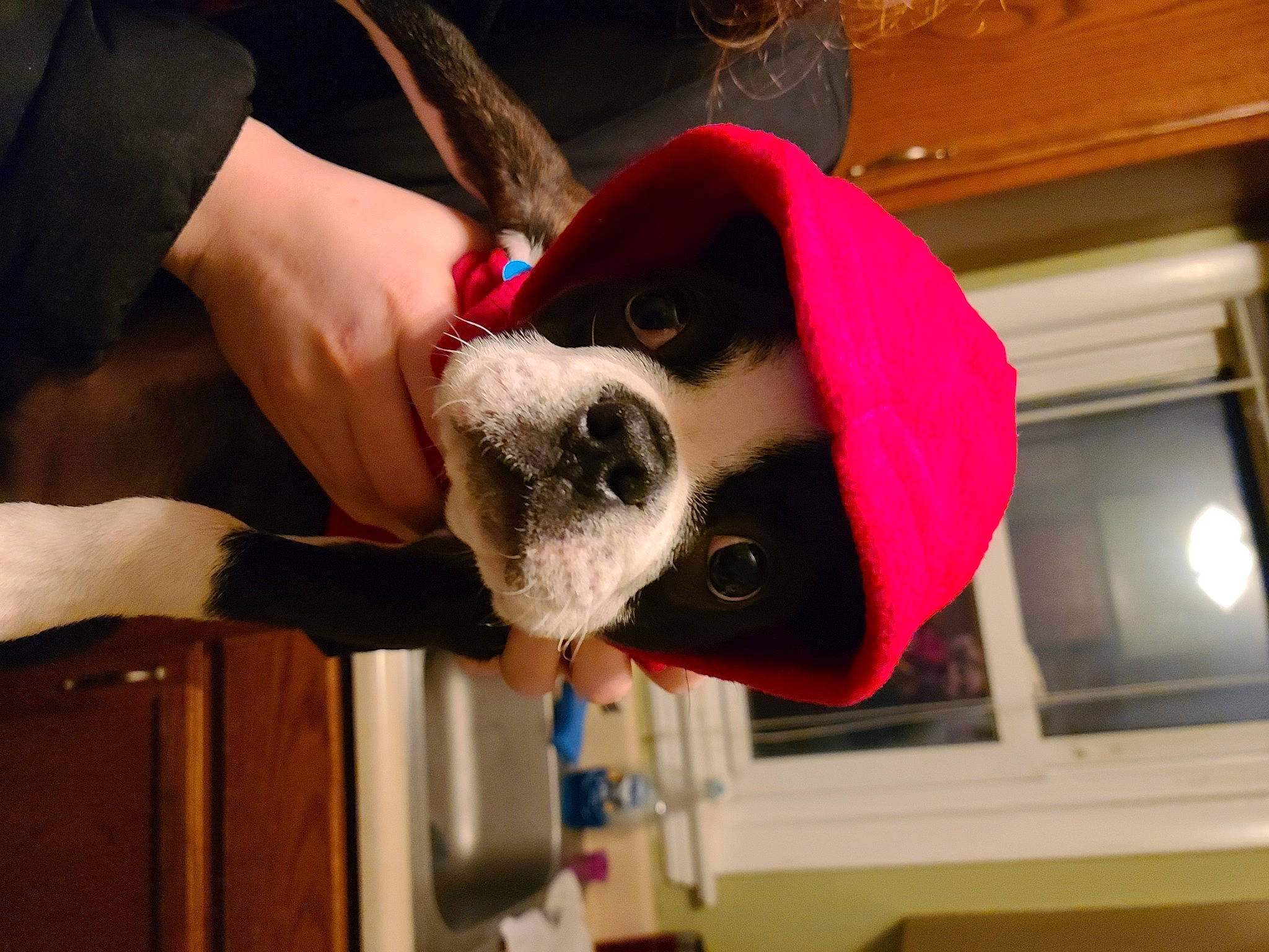 Mikko is registered to the contest to win money with this photo: canidae, carmine, carnivore, collar, companion_dog, dog, dog_breed, dog_collar, eyewear, fashion_accessory, fawn, formal_wear, fur, gesture, magenta, snout, sporting_group, sunglasses, window, working_animal