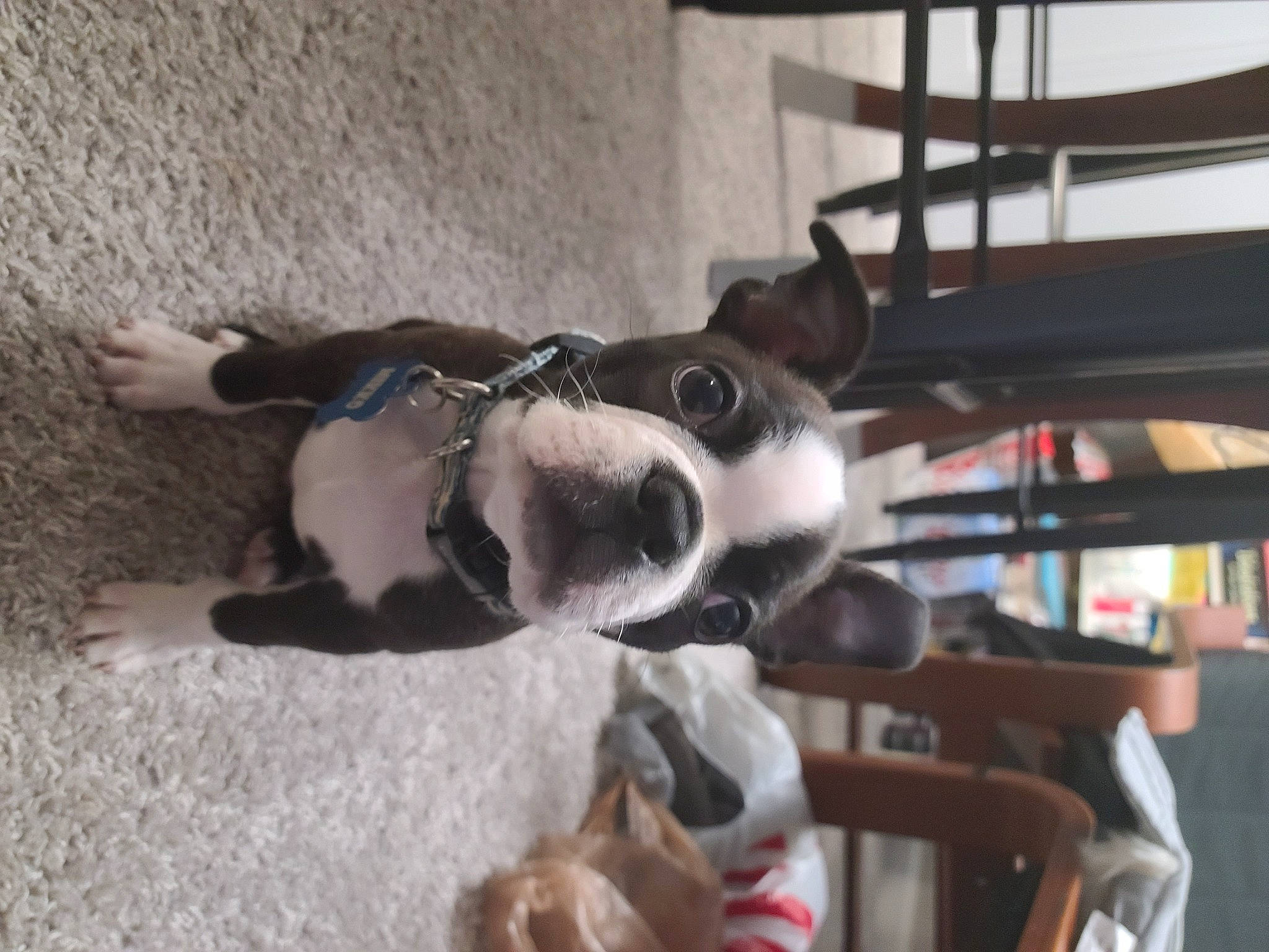 Mikko is registered to the contest to win money with this photo: canidae, carnivore, collar, companion_dog, dog, dog_breed, eyewear, fawn, fur, non_sporting_group, pet_supply, snout, sporting_group, tail, wood, working_animal