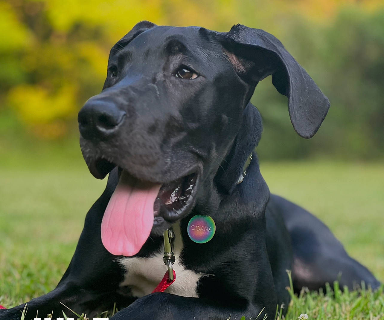 Oohna is registered to the contest to win money with this photo: borador, carnivore, collar, companion_dog, dog, dog_breed, dog_collar, event, grass, grassland, guard_dog, gun_dog, hunting_dog, liver, personal_protective_equipment, plant, snout, sporting_group, working_animal, working_dog