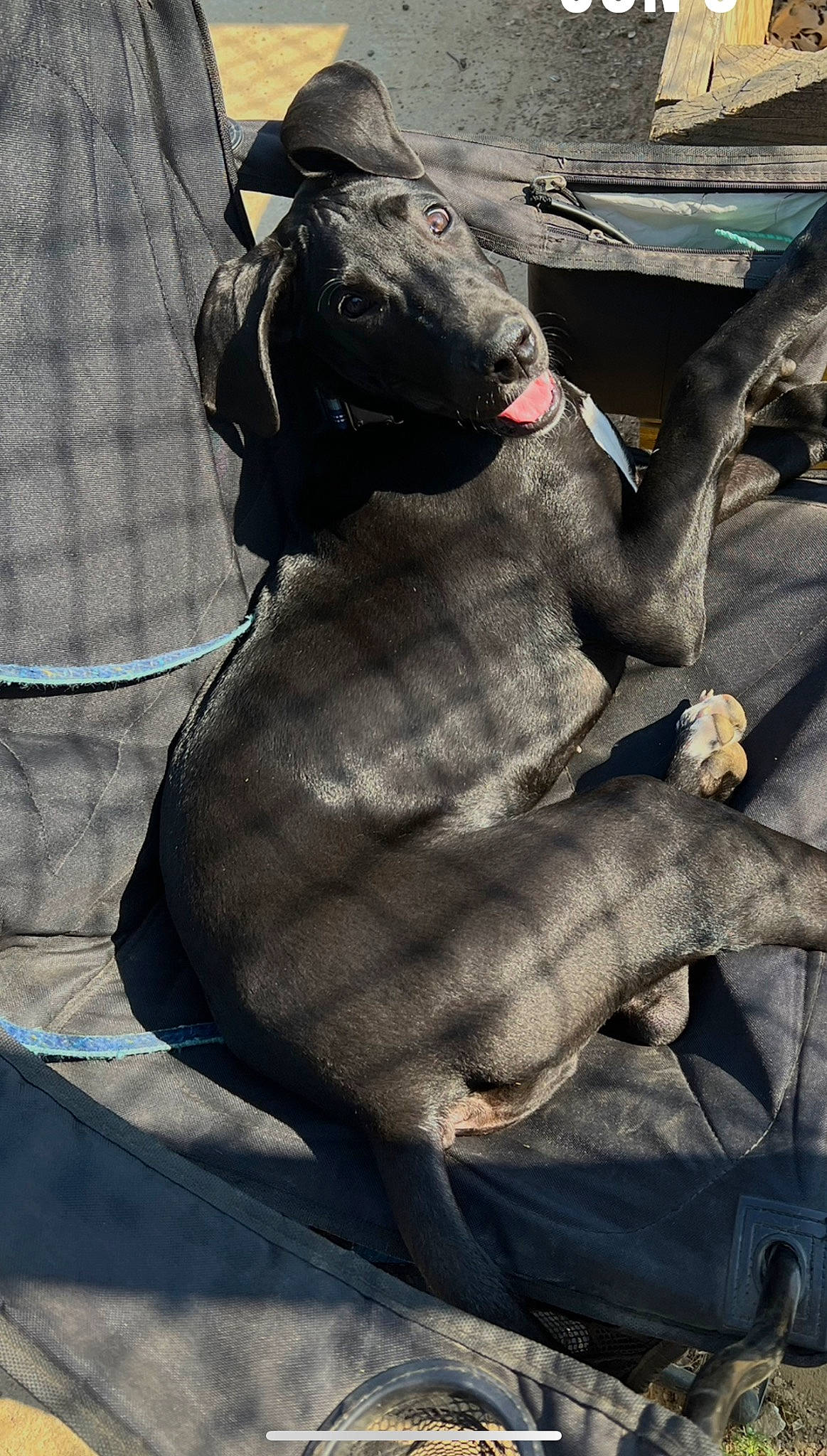 Oohna joined the competition — help win amazing prizes! art, bovine, carmine, chest, fictional_character, fur, grey, human_leg, metal, monochrome_photography, pack_animal, sculpture, snout, tail, terrestrial_animal, toy, trunk, visual_arts, working_animal, wrinkle