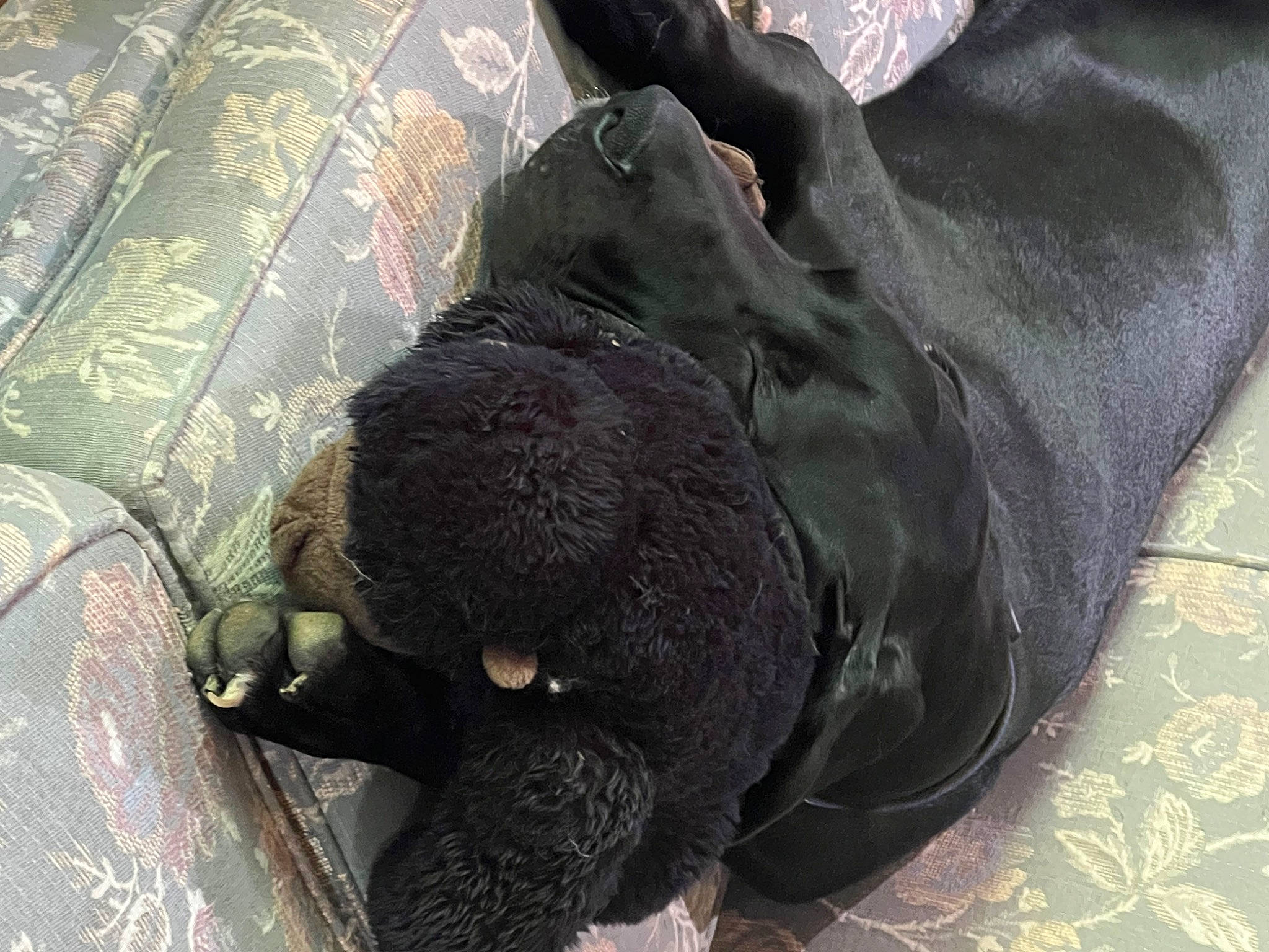 Oohna is registered to the contest to win money with this photo: canidae, carnivore, comfort, companion_dog, dog, dog_breed, felidae, fur, grey, liver, non_sporting_group, small_to_medium_sized_cats, sporting_group, tail, terrestrial_animal, water_dog, working_animal