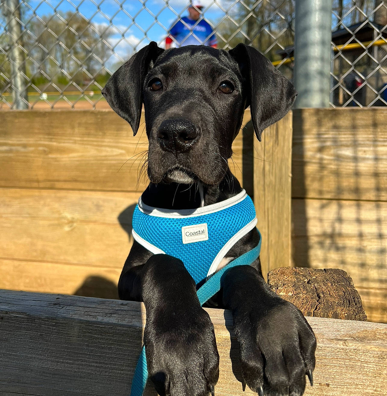 Oohna joined the competition — help win amazing prizes! blue, carnivore, collar, companion_dog, dog, dog_breed, dog_collar, dog_supply, electric_blue, fence, guard_dog, hunting_dog, mesh, pet_supply, snout, sporting_group, terrestrial_animal, wire_fencing, working_animal, working_dog