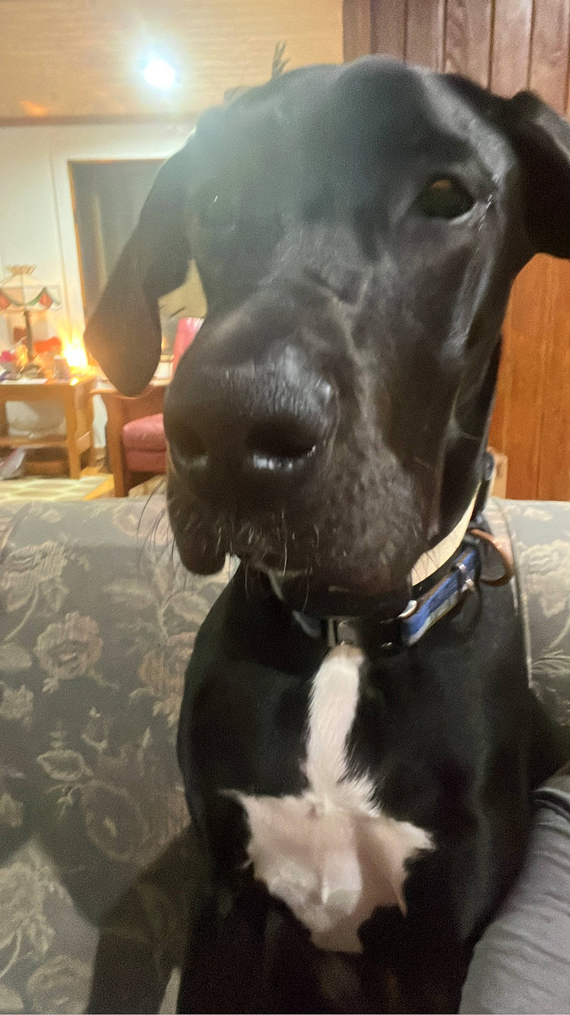 Oohna joined the competition — help win amazing prizes! borador, carnivore, collar, companion_dog, dog, dog_breed, dog_collar, ear, eye, fur, houseplant, lamp, liver, metal, pet_supply, snout, sporting_group, tie, whiskers, working_animal