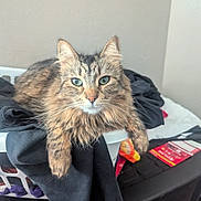 Aggie is registered to the contest to win money with this photo: basket, cat, clothes, fabric, feline, fur, green_eyes, household_item, indoor, laundry_basket, looking_at_camera, paw, pet, portrait, relaxed, snack_package, tabby_cat, table, wall, whiskers