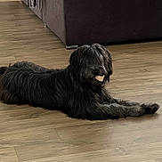 Avalone participe au concours pour gagner de l'argent avec cette photo : animal, black_dog, canine, companion, couch, dog, domestic_animal, fur, home, indoor, living_room, long_hair, lying_down, muzzle, paw, pet, relaxed, snack, treat, wooden_floor