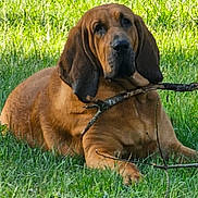 Hoss is registered to the contest to win money with this photo: animal, brown_dog, canine, daylight, dog, ears, fetch, field, grass, greenery, lying_down, mammal, nature, outdoor, pet, playing, relaxed, stick, sunlight, tongue
