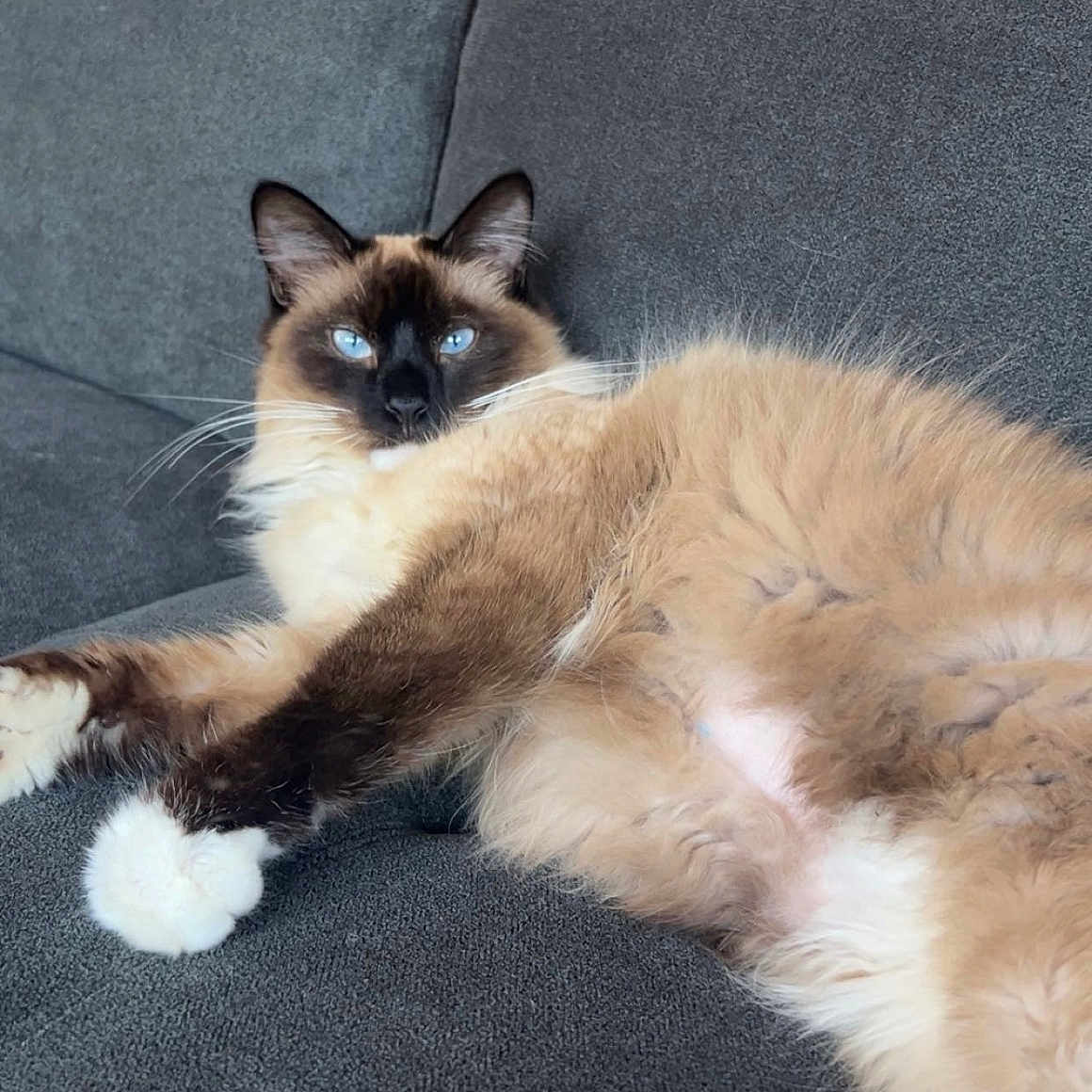 Nala