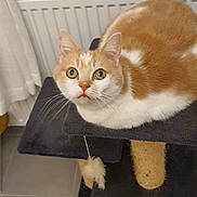 Tom participe au concours pour gagner de l'argent avec cette photo : animal, cat, cat_tree, curious, curtain, cute, domestic, feline, floor_tile, fur, indoor, looking_up, orange_and_white, pet, playful, radiator, resting, whiskers, wide_eyed, window