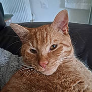 Tigrou participe au concours pour gagner de l'argent avec cette photo : cat, orange_tabby, close_up, fur, whiskers, ears, face, pet, indoor, cozy, relaxed, sleepy, couch, blanket, domestic_animal, feline, mammal, household, portrait, resting