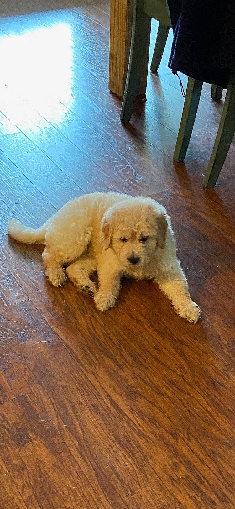 Lola joined the competition — help win amazing prizes! carnivore, chair, companion_dog, dog, dog_breed, floor, flooring, fur, hardwood, laminate_flooring, small_terrier, sporting_group, tail, terrier, toy_dog, varnish, wood, wood_flooring, wood_stain, working_animal