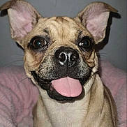 Queen is registered to the contest to win money with this photo: attention, bed, black_nose, blanket, close_up, cute, dog, domestic, ears_up, happy, indoor, pet, playful, portrait, shiny_nose, short_hair, small_dog, tan_coat, tongue_out, whiskers