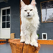 Valinore a rejoint le concours — aidez-le/la à gagner de superbes lots ! cat, white_cat, long_hair, fluffy, maine_coon, pet, animal, feline, portrait, sitting, wooden_stump, outdoor, patio, house, window, door, dark_wall, background_cat, whiskers, pointed_ears