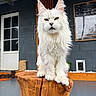 cat, white_cat, long_hair, fluffy, maine_coon, pet, animal, feline, portrait, sitting, wooden_stump, outdoor, patio, house, window, door, dark_wall, background_cat, whiskers, pointed_ears