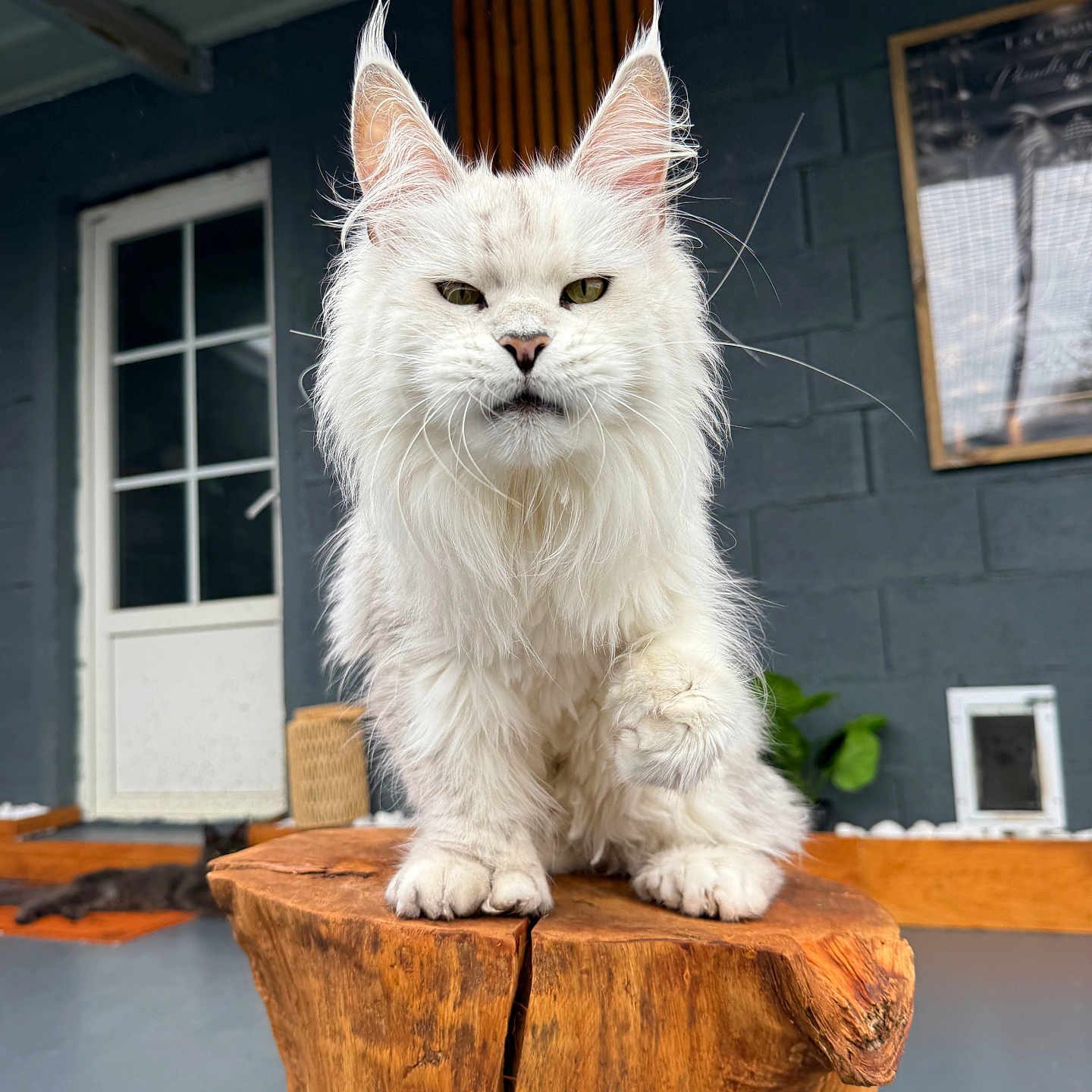 Valinore a rejoint le concours — aidez-le/la à gagner de superbes lots ! cat, white_cat, fluffy, longhaired, maine_coon, pet, animal, portrait, sitting, raised_paw, whiskers, pointed_ears, green_eyes, wooden_stool, rustic, outdoor, patio, house, door, background