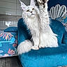 Valinore a rejoint le concours — aidez-le/la à gagner de superbes lots ! cat, kitten, white_fur, fluffy, longhair, sitting, waving, paw, portrait, indoor, chair, teal, furniture, cushion, bedroom, colorful, floral, wood_floor, pet, cute